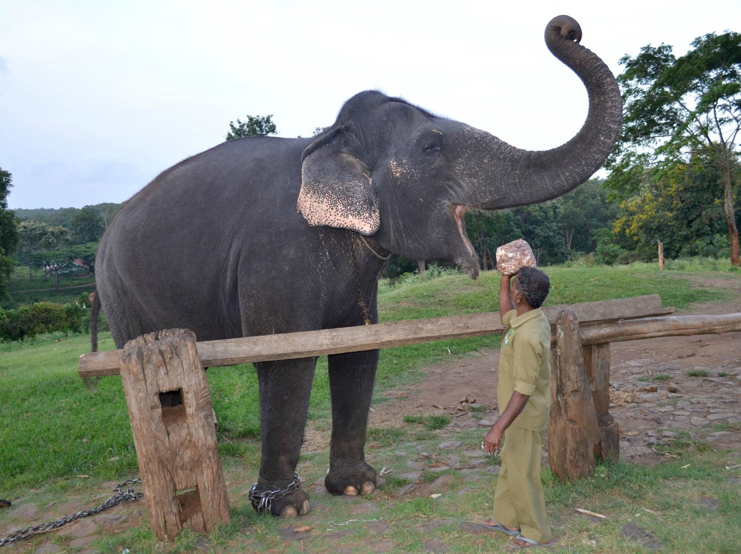 Theppakadu Elephant Camp景点图片
