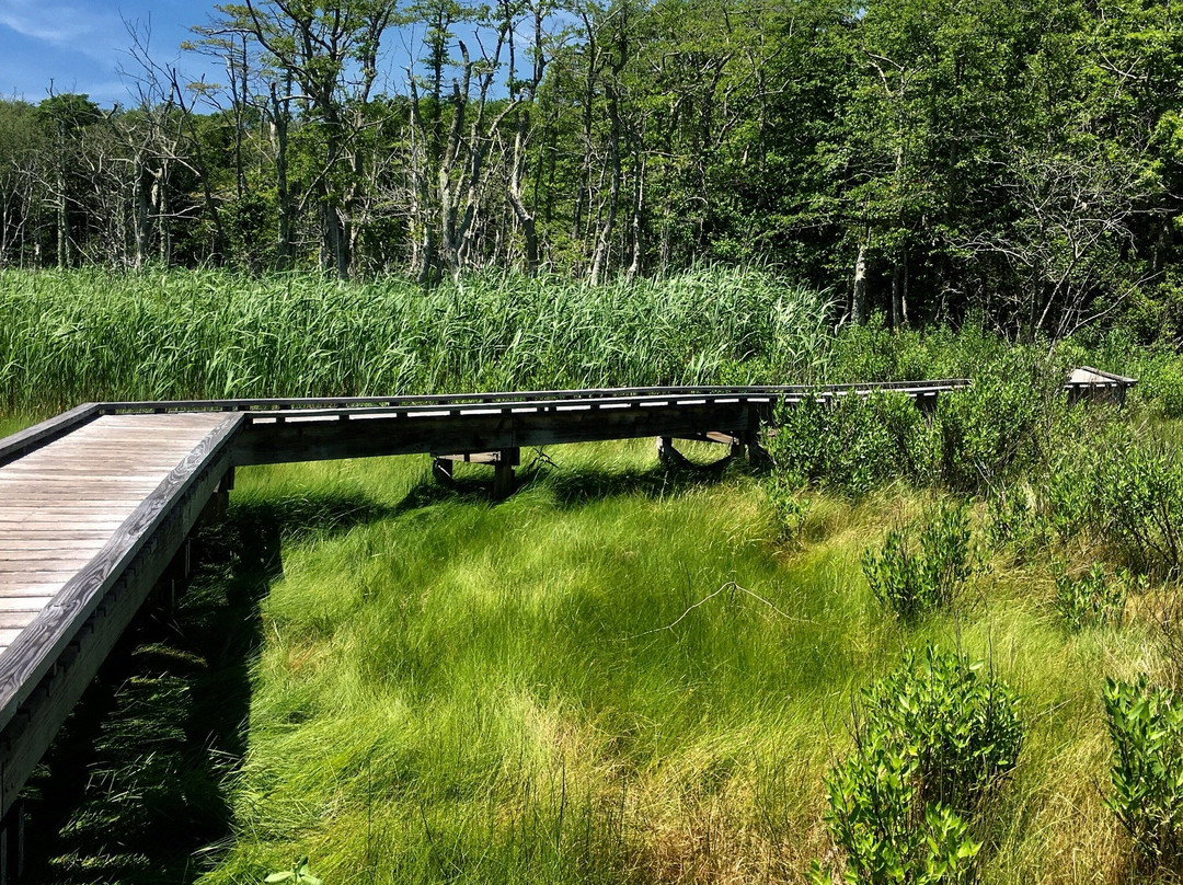 Frank Knowles-Little River Reserve Boardwalk Trail景点图片