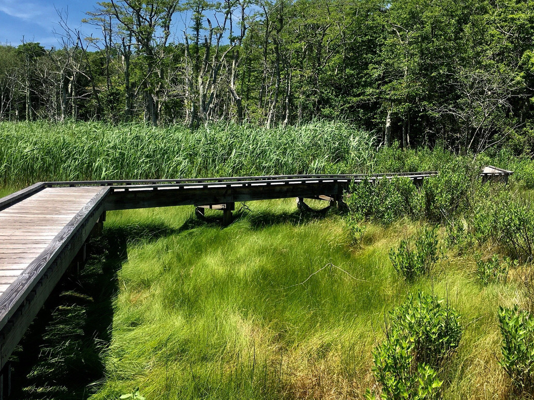 Frank Knowles-Little River Reserve Boardwalk Trail景点图片