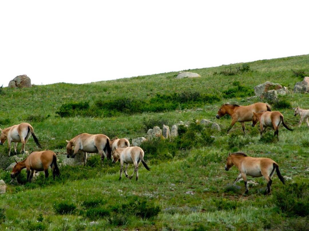 Hustai National Park-乌兰巴托必去景点
