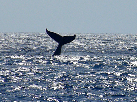 Big Island Day Tours