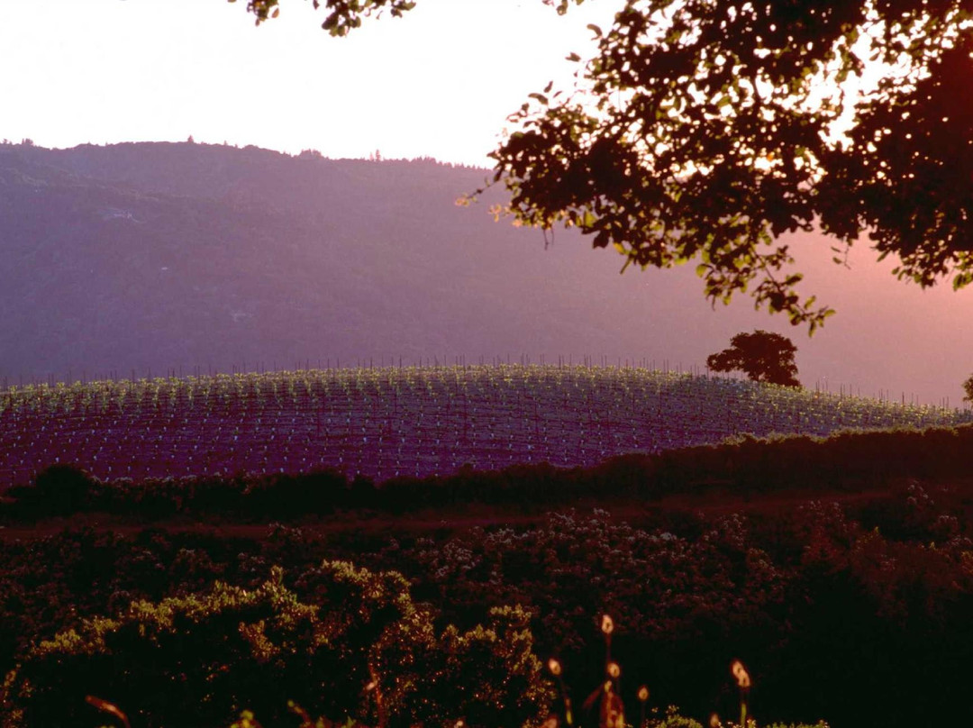 Mount Eden Vineyards景点图片