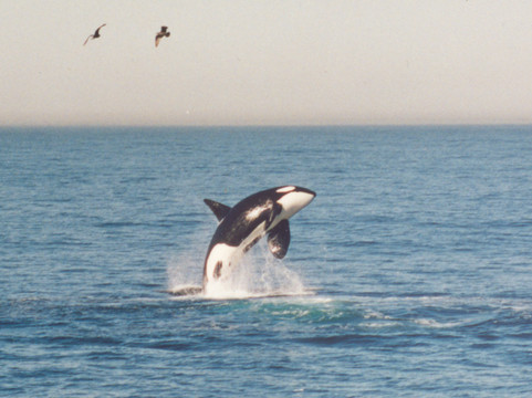 Chris' Fishing Trips & Whale Watching-蒙特雷必去景点