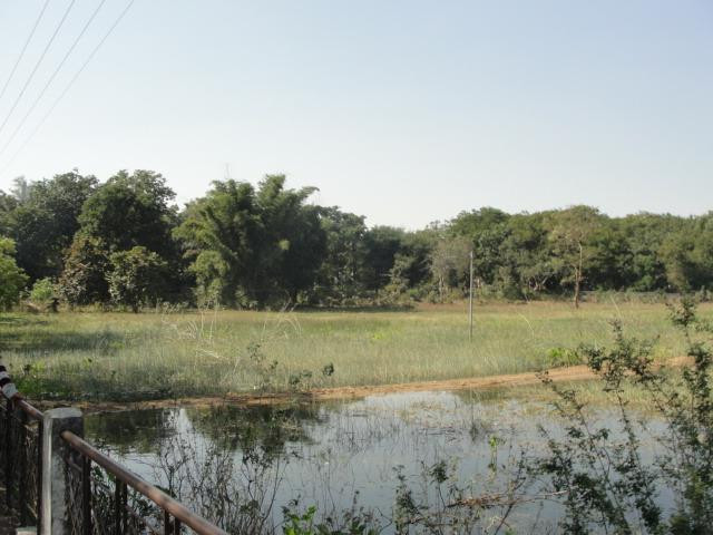 Navegaon National Park景点图片