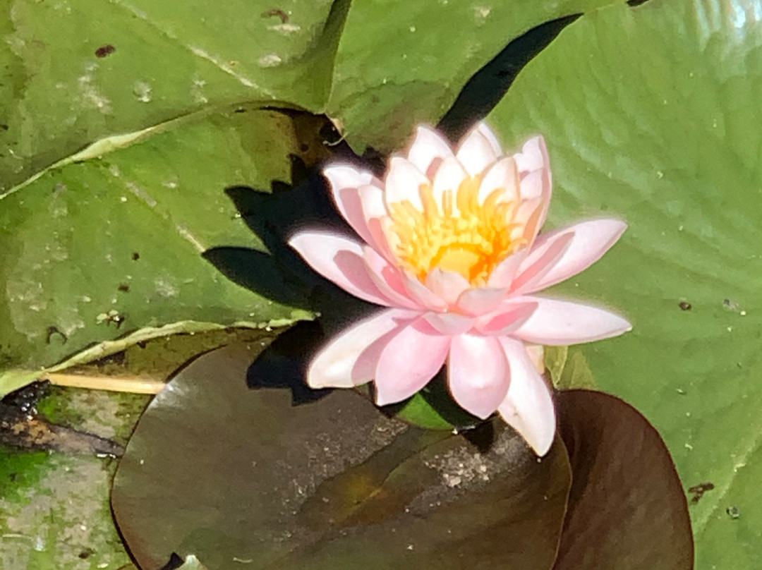 Ballarat Bird World-巴拉瑞特必去景点