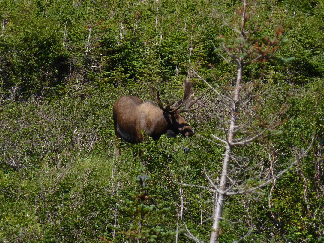 Holiday Inn Express Deer Lake By IHG主图