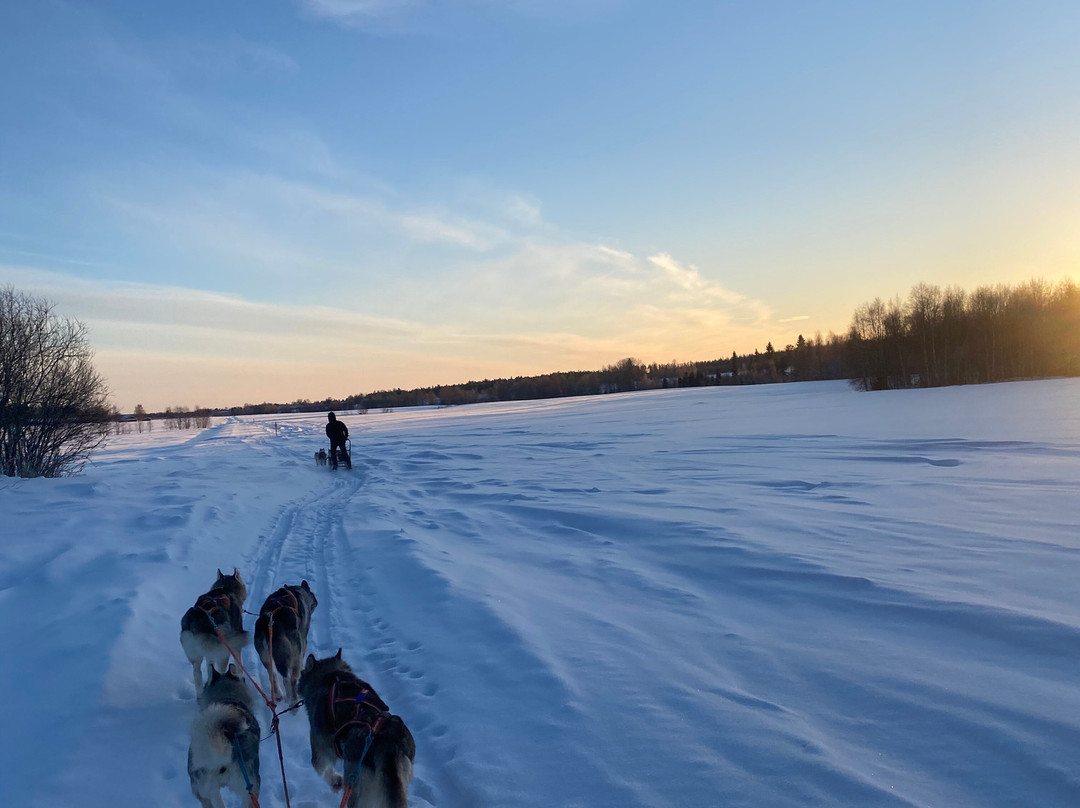 Luleå  Adventure Hundspann-Luleå必去景点