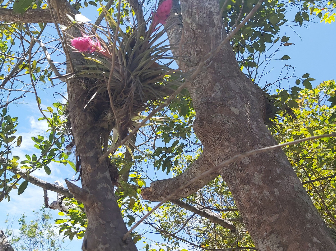 Parque Estadual Paulo Cesar Vinha景点图片