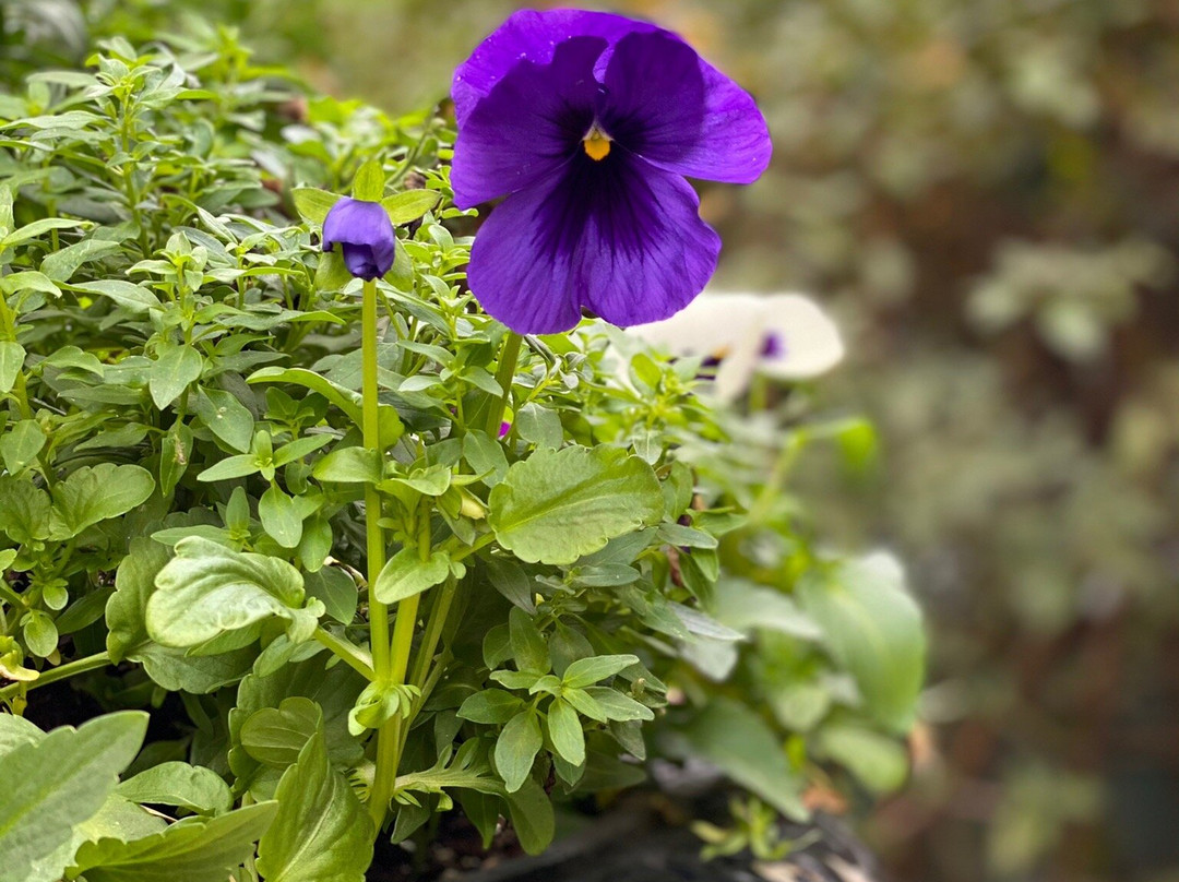 Devereaux Shields House主图