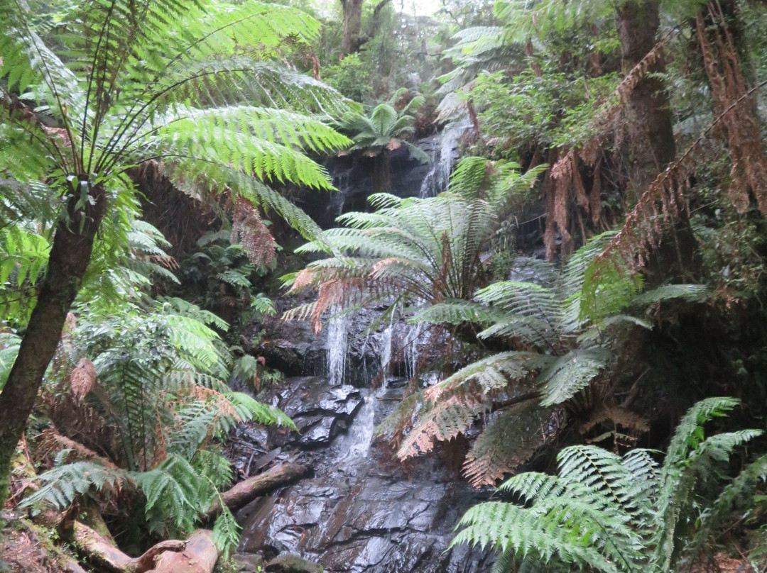 Cyathea Falls-Tarra Valley必去景点