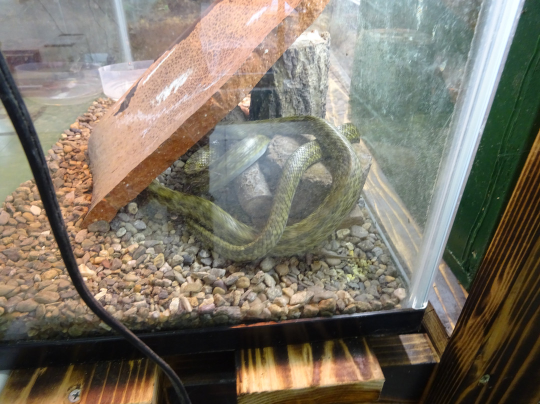 Hodosan Small Animal Park-长瀞町必去景点