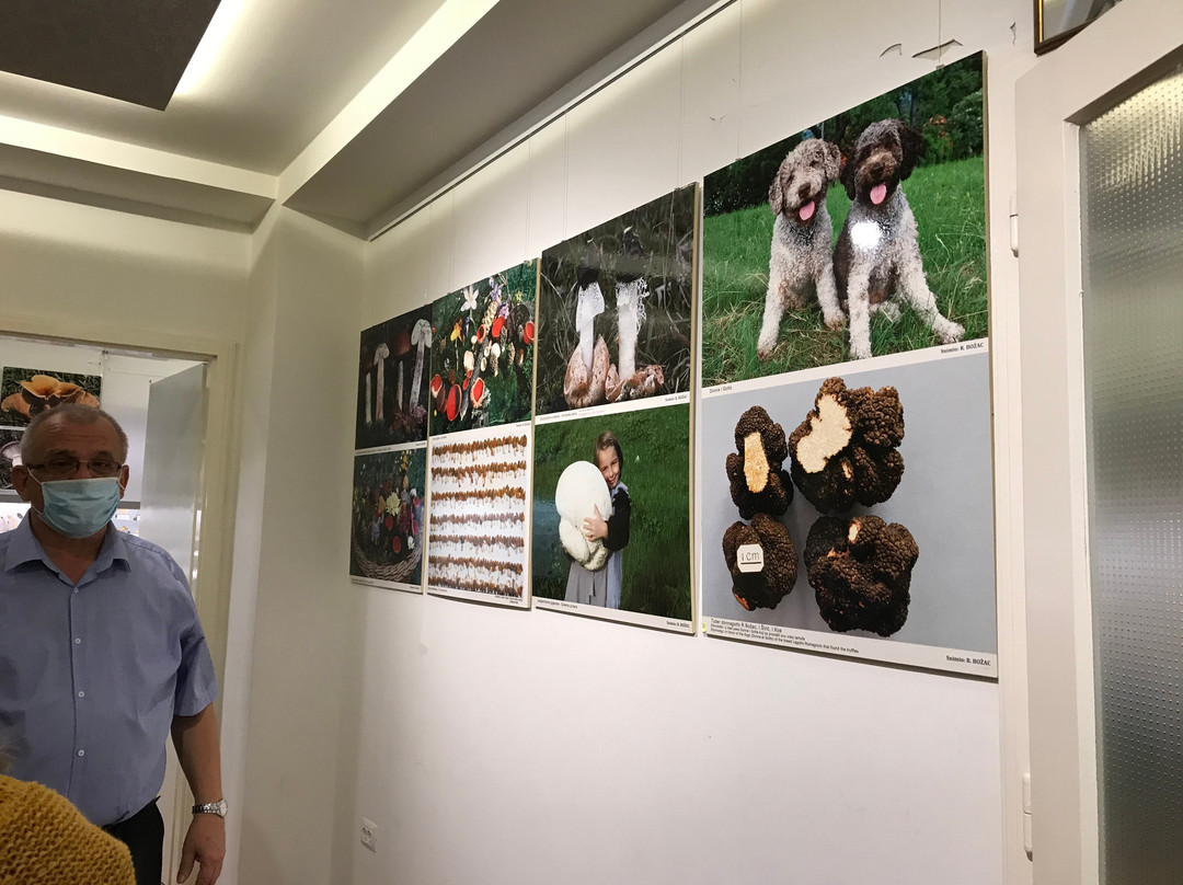 Mushroom Museum-萨格勒布必去景点