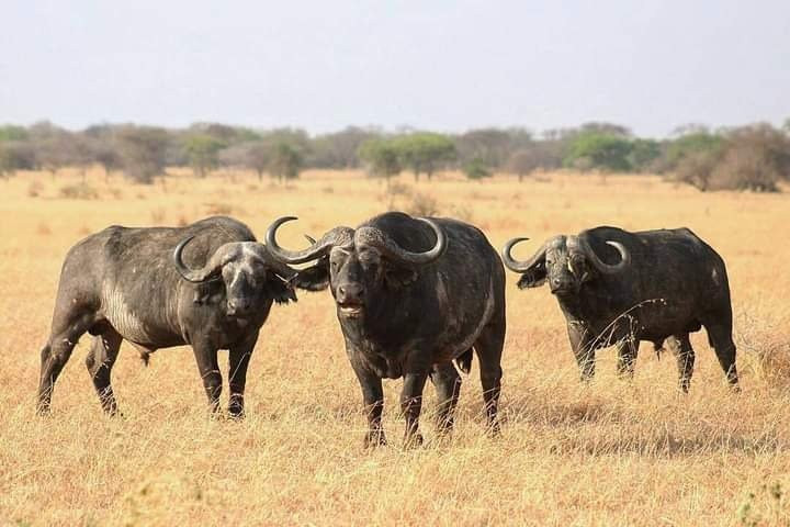 lets wander Tanzania-莫西必去景点