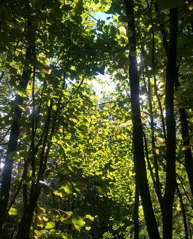 Dob Park景点图片