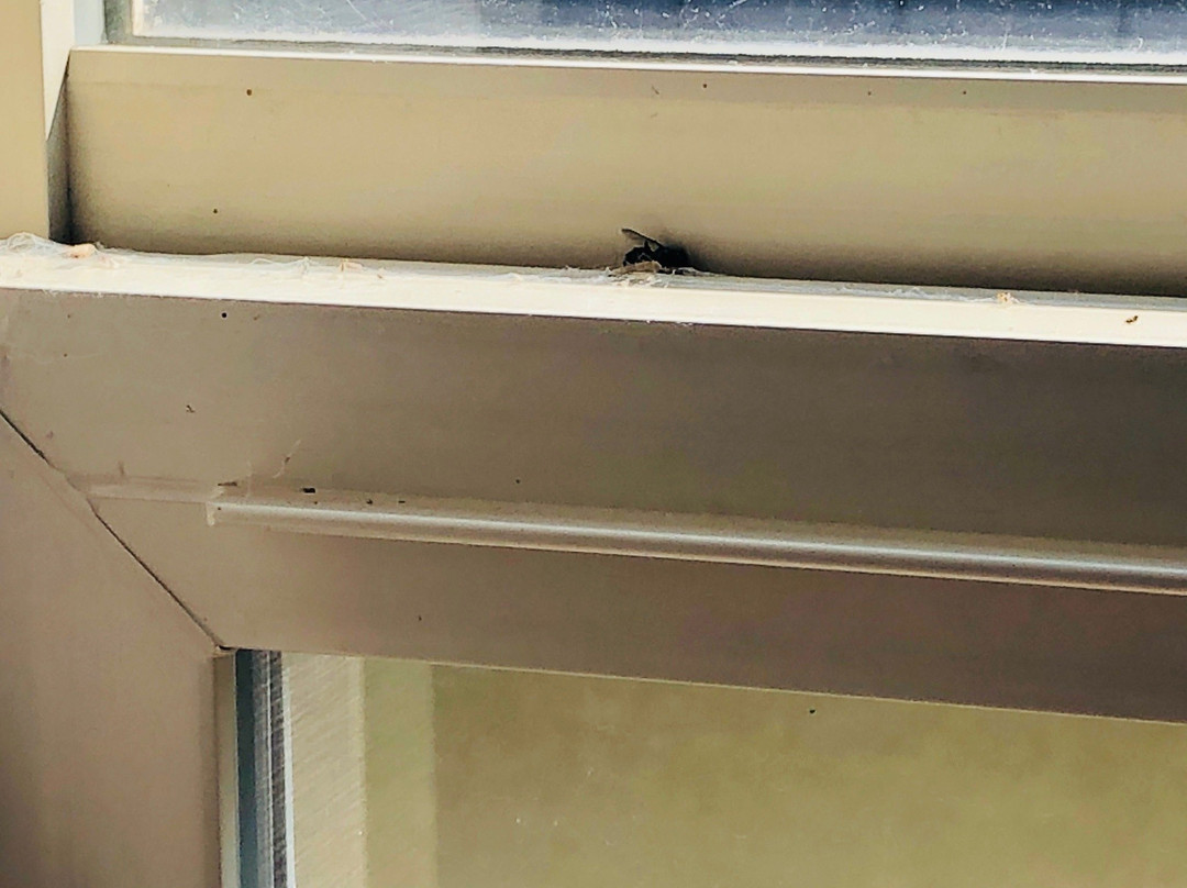 Best Western Windsor Inn主图