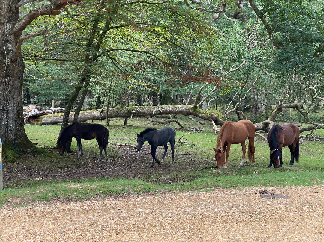 New Forest National Park景点图片