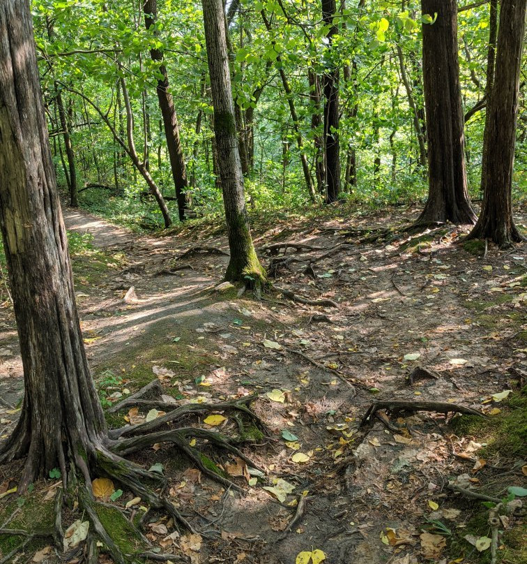 White Pines Forest State Park景点图片