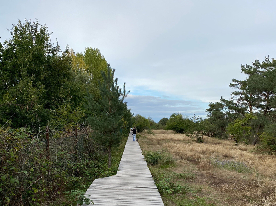 Schwanheimer Düne-法兰克福必去景点