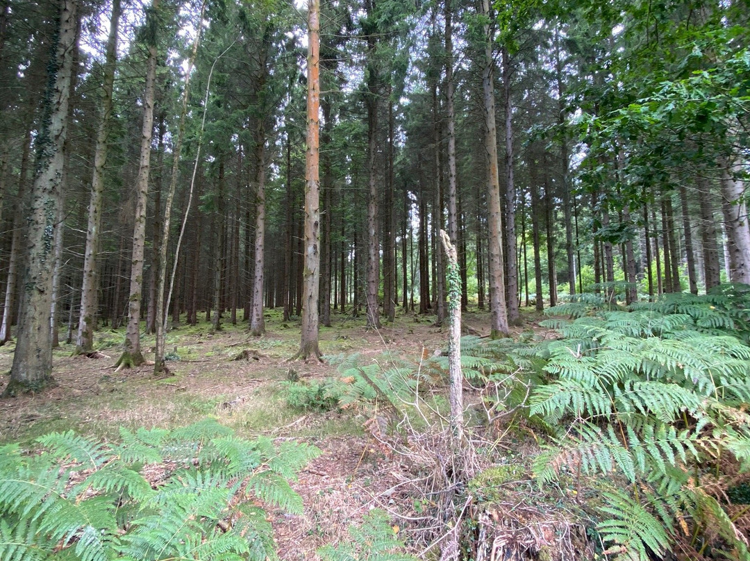 Nagshead Nature Reserve-Parkend必去景点