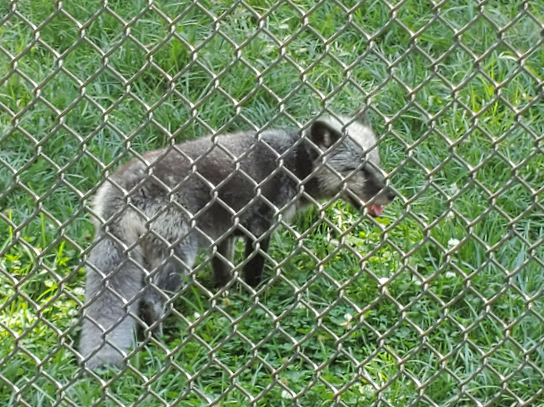 Endangered Wolf Center景点图片