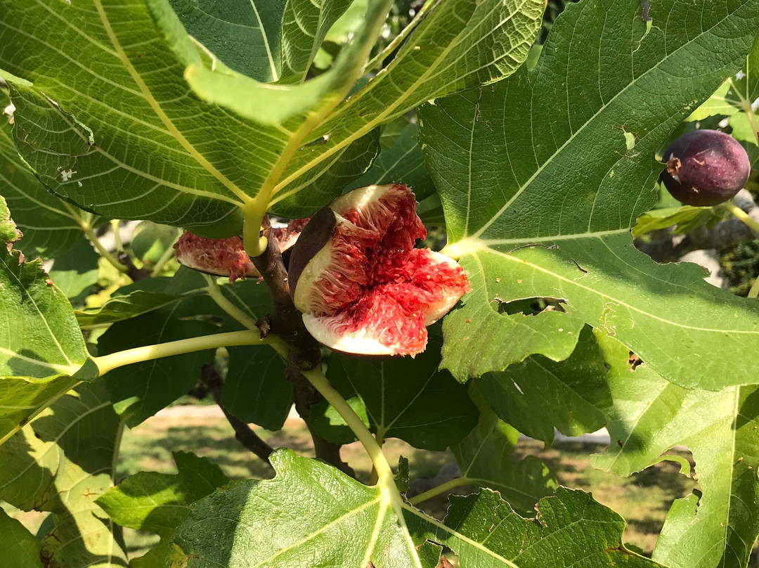 B&B Il Portico主图