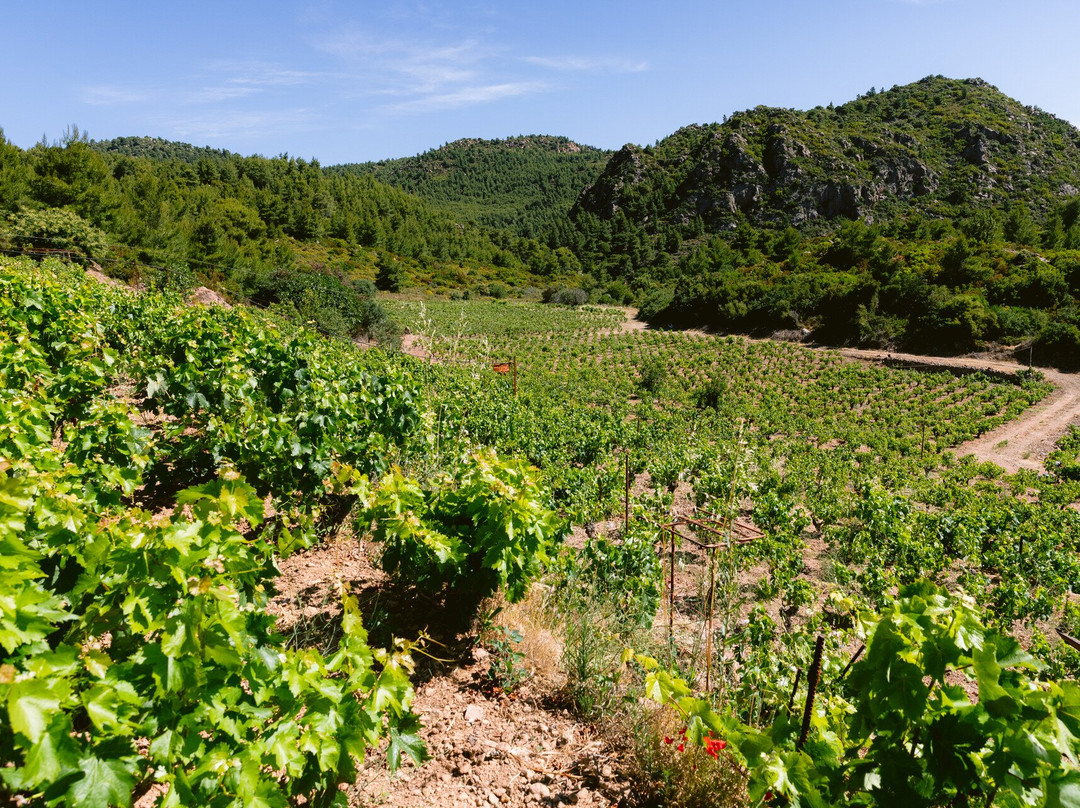 Andreou Winery-Troezen必去景点