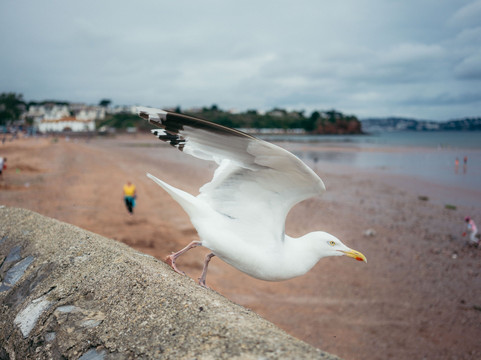 Tourbay Tours - Historical Coast Tours-佩恩顿必去景点