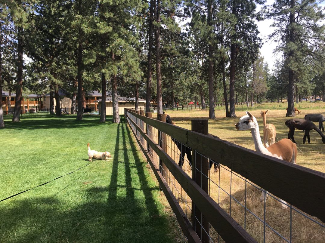 Best Western Ponderosa Lodge主图