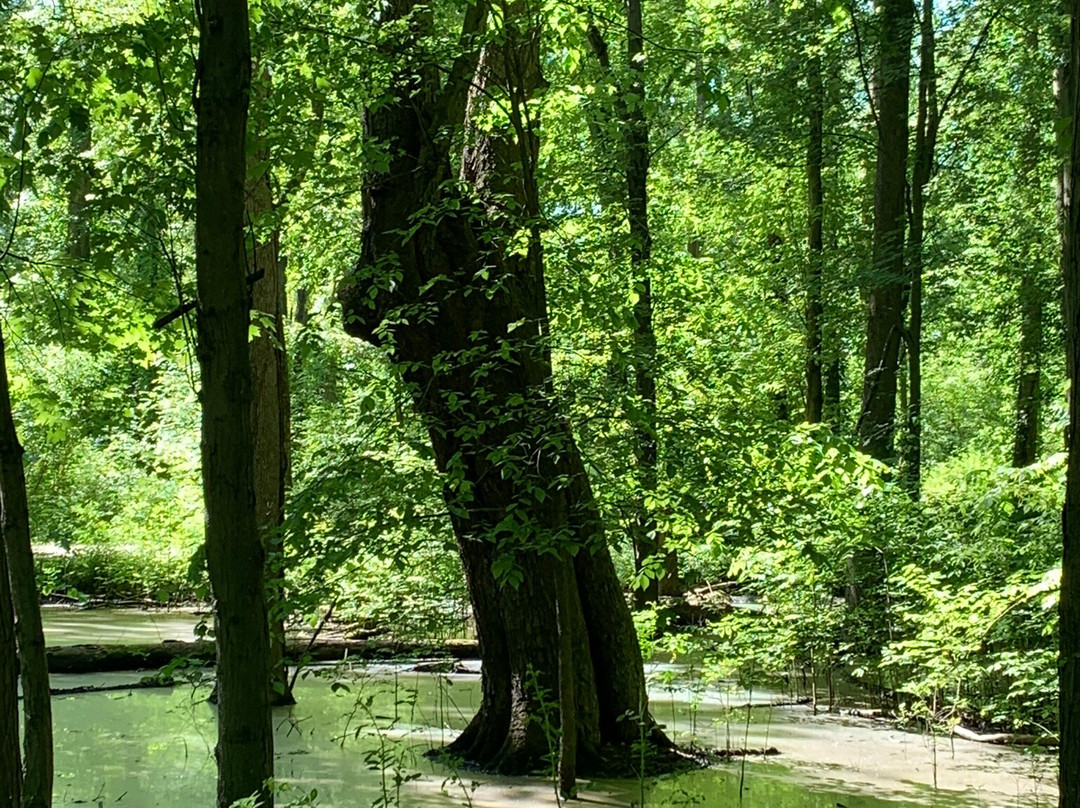 Buckeye Woods Park景点图片