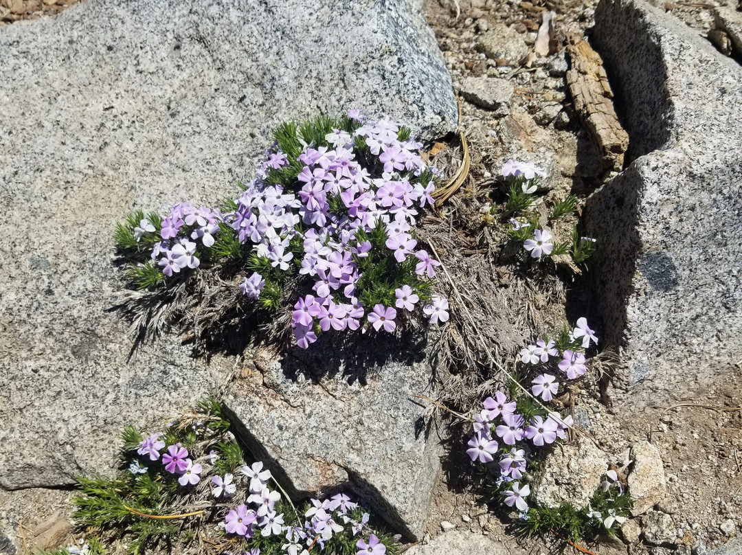 Mt. Ralston Peak Trail-南太浩湖必去景点