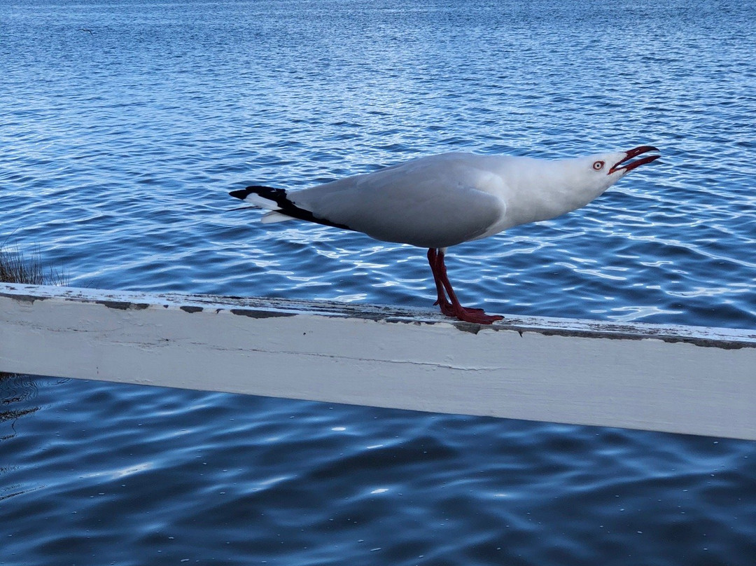 Leschenault Waterways Discovery Centre & Jetty Walk景点图片