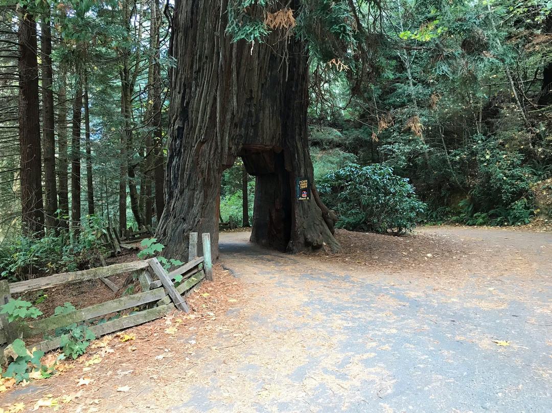 Tour-Through Tree-克拉马斯必去景点