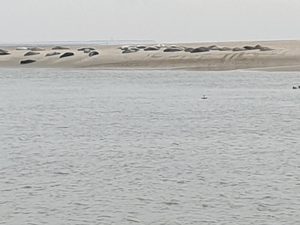 Seehundbank auf Borkum景点图片