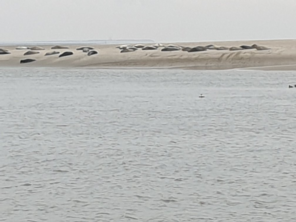 Seehundbank auf Borkum-Borkum必去景点
