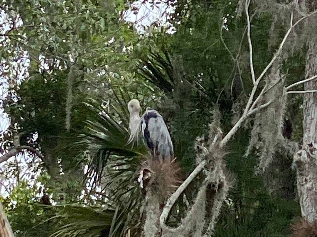 St. Johns River Tours, Inc. - Day Tours-Astor必去景点