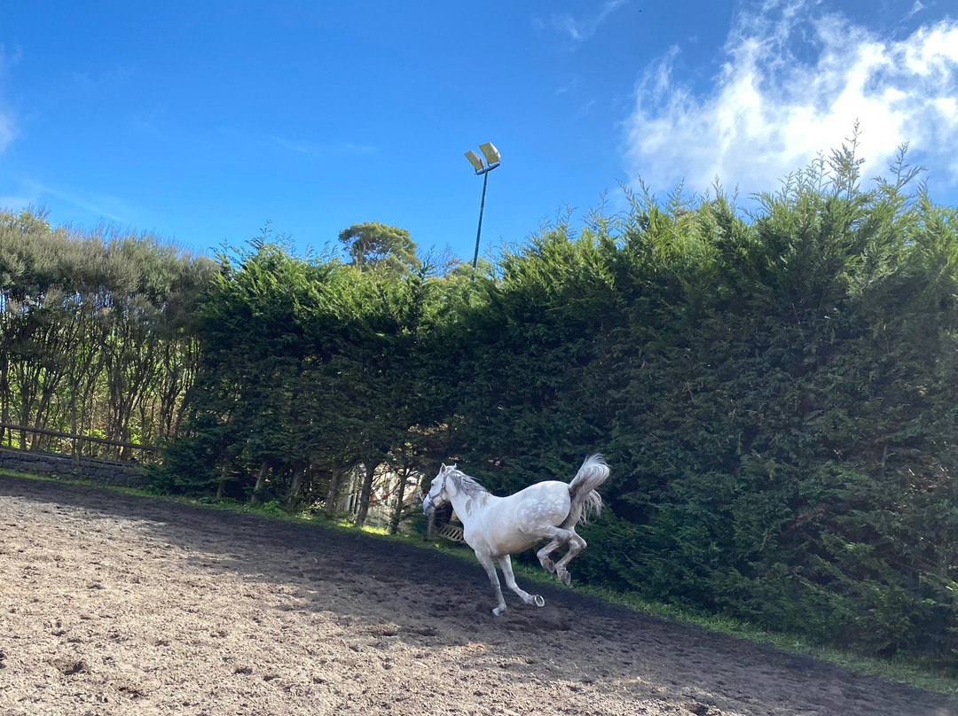 CEM - Clube Equestre da Madeira-Santa Cruz必去景点