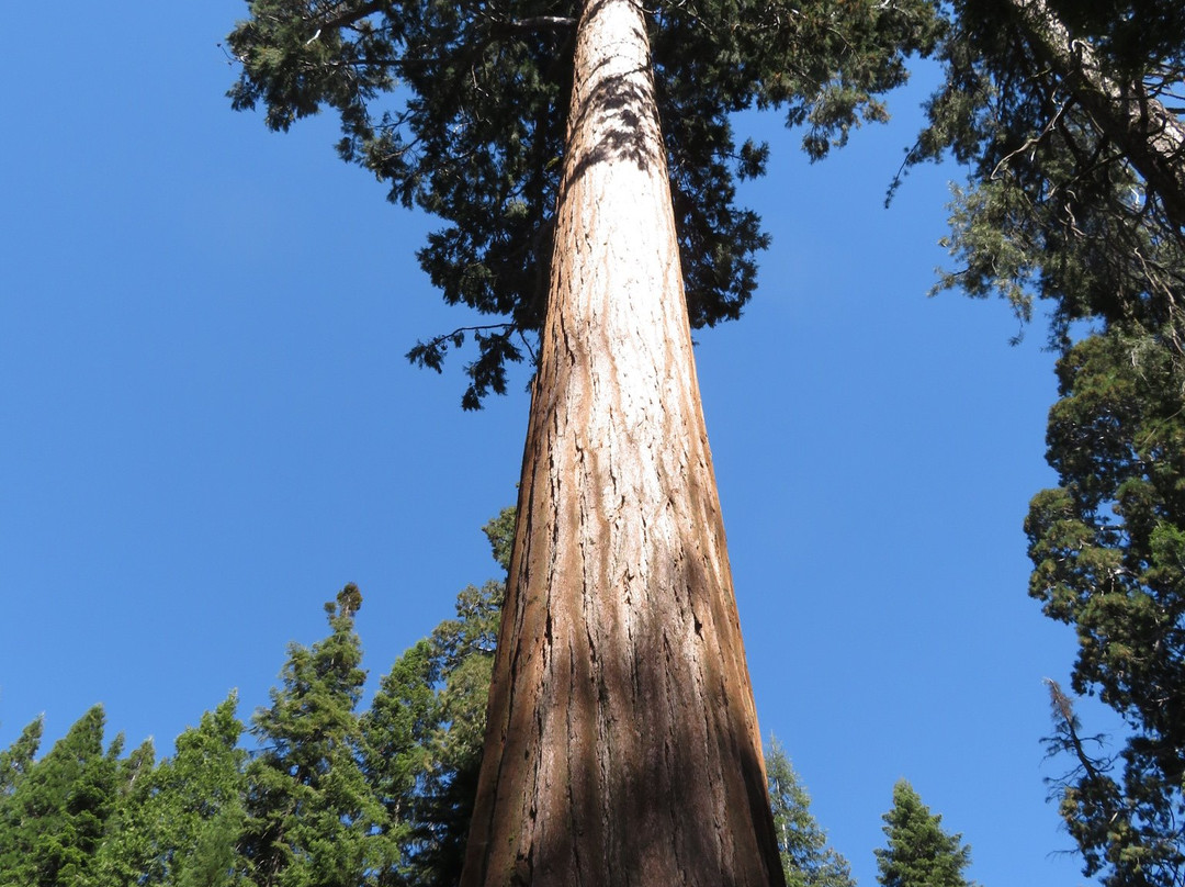 General Grant Tree Trail-红杉&国王峡谷国家公园必去景点