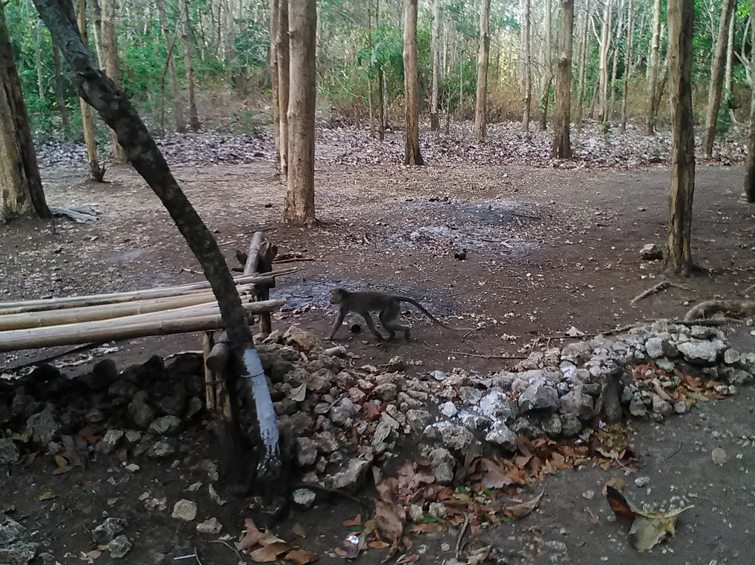 Kucur Puger Beach-任抹必去景点
