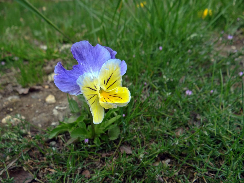 Blue River Black Spruce Provincial Park-Blue River必去景点