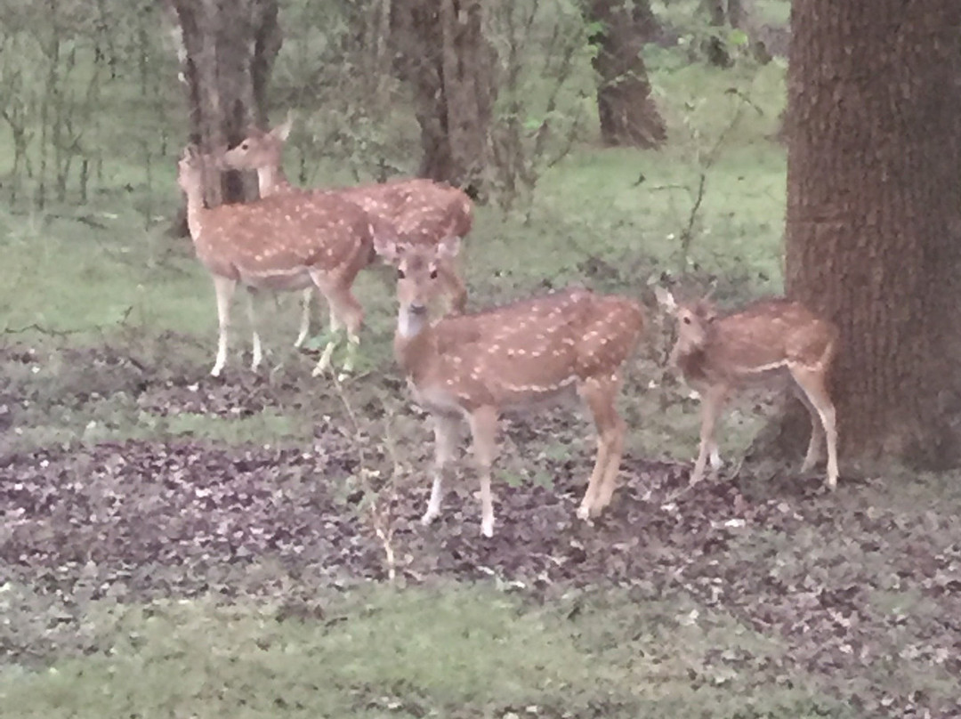 Yala Safari-Yala必去景点