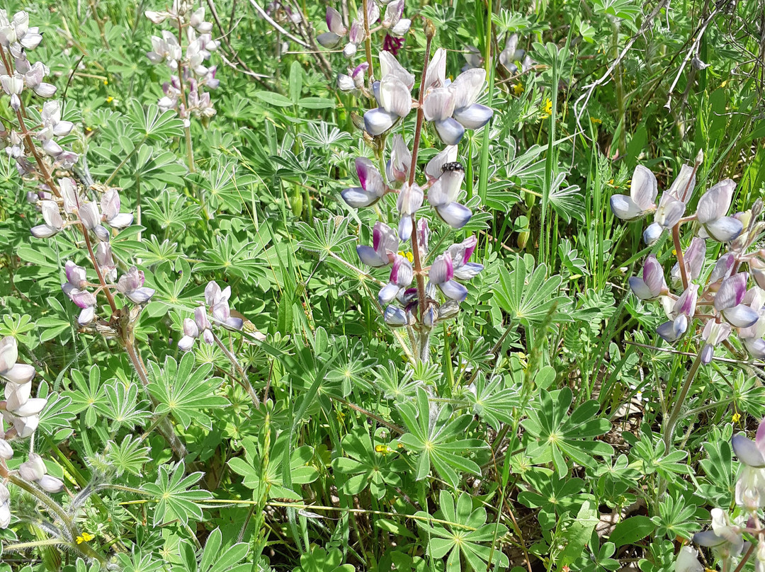 Ilanot Forest-Kadima必去景点
