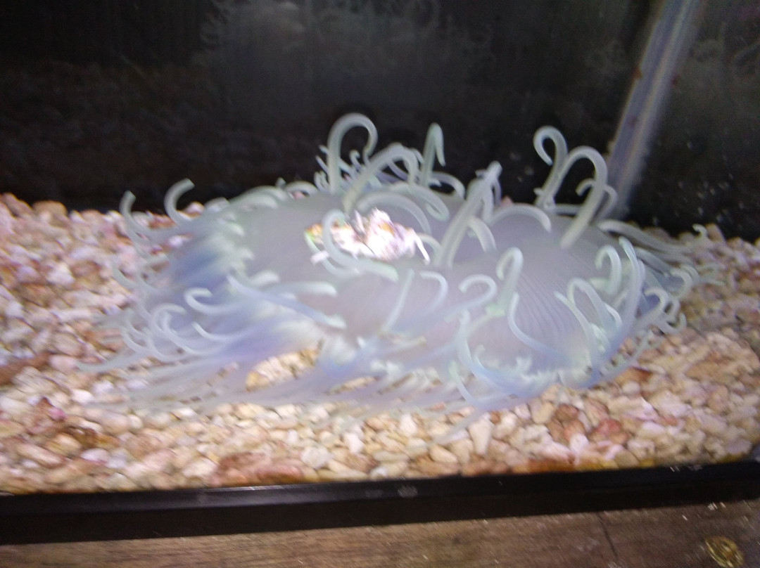 Susami Crustacean Aquarium-周参见町必去景点