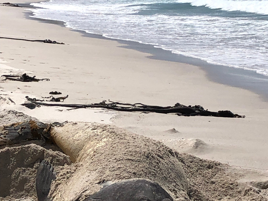 Buffels Bay Beach-Cape Point必去景点