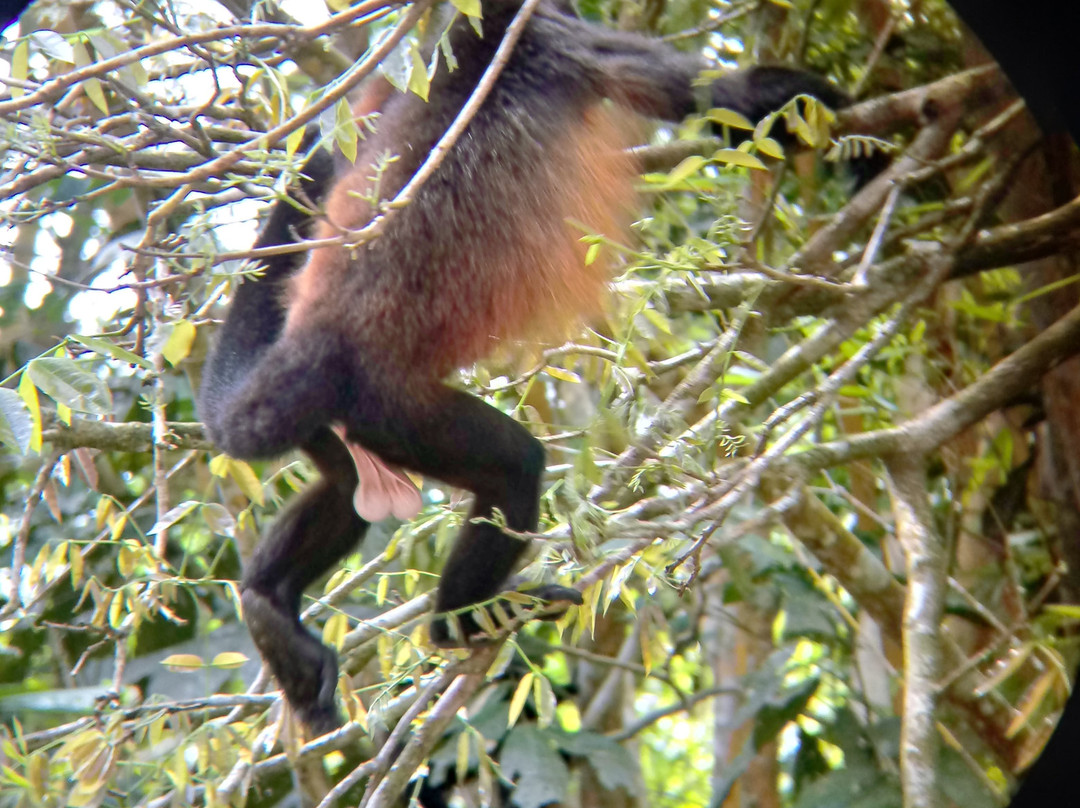 Osa Mangrove Tours景点图片