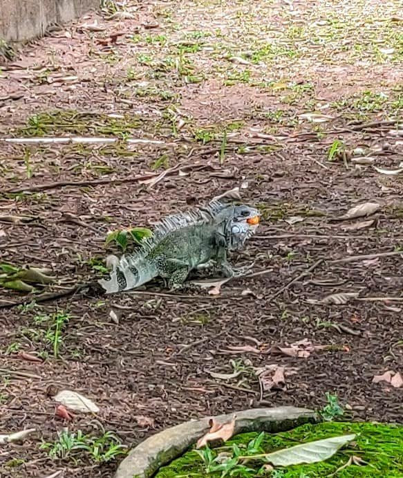 Centro de Pesquisas Museologicas Sacaca Museum-Macapa必去景点