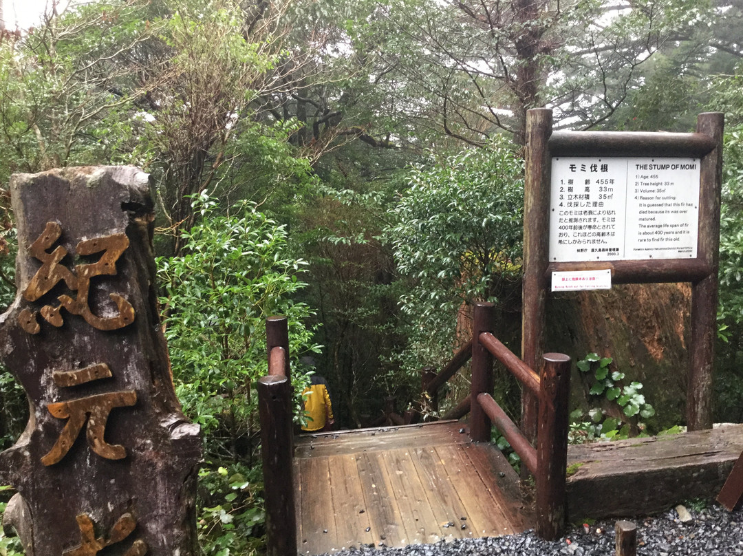 Kigensugi Cedar景点图片