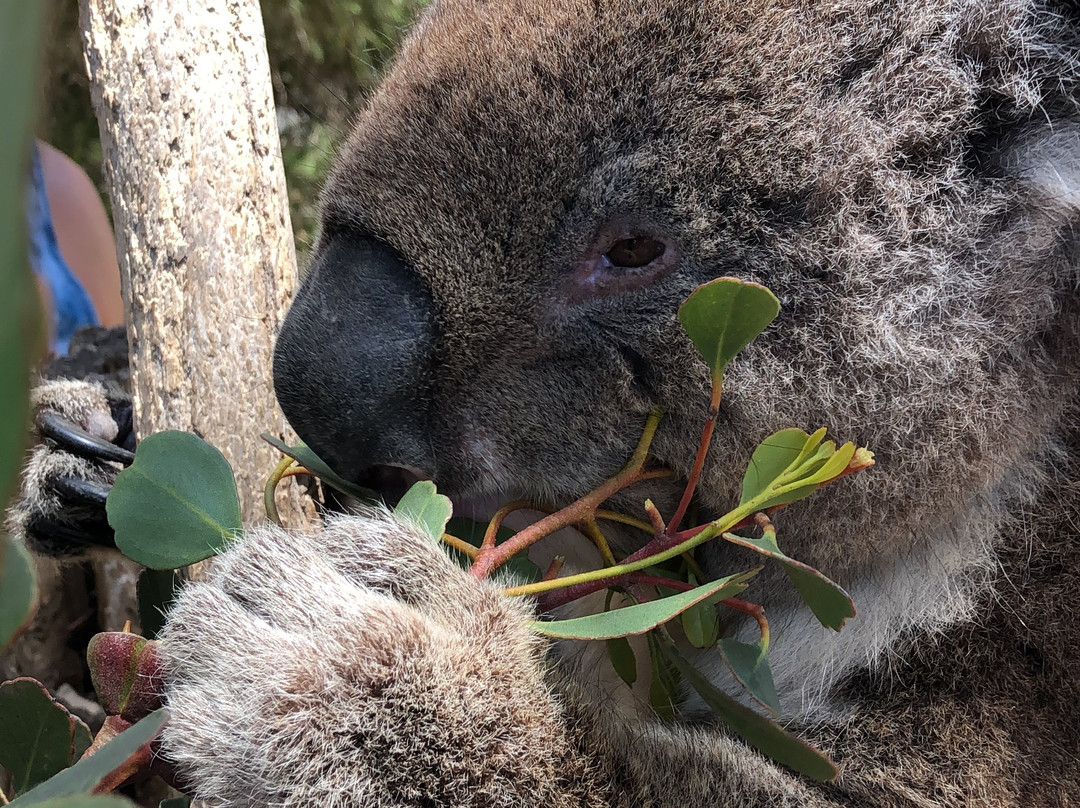 Urimbirra Wildlife Park-维克多港必去景点