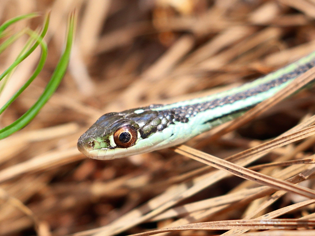 Big Creek Scenic Area-Shepherd必去景点
