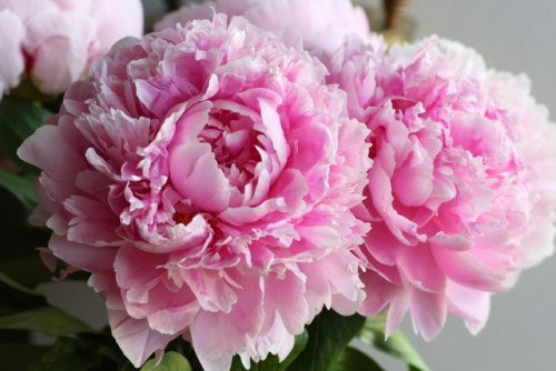 International Horticulture Goyang Korea-高阳市必去景点