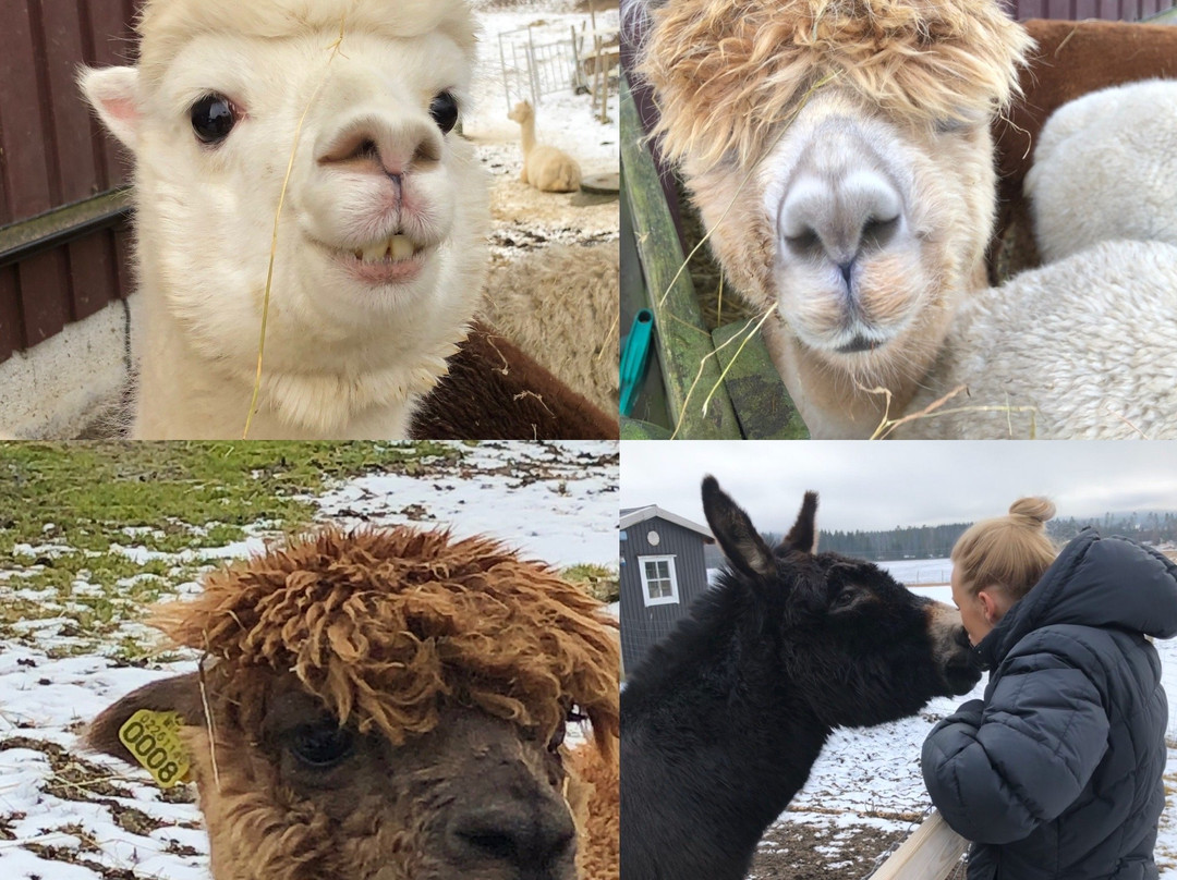 The Alpaca Farm-Aurskog-Holand Municipality必去景点